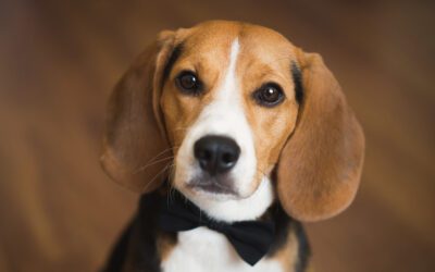 Paws and Purpose: Union County Humane Society Whiskers & Wags Event Sponsorship