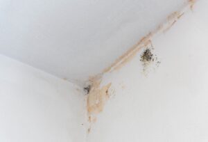 black mold caused from delaying roof repair
