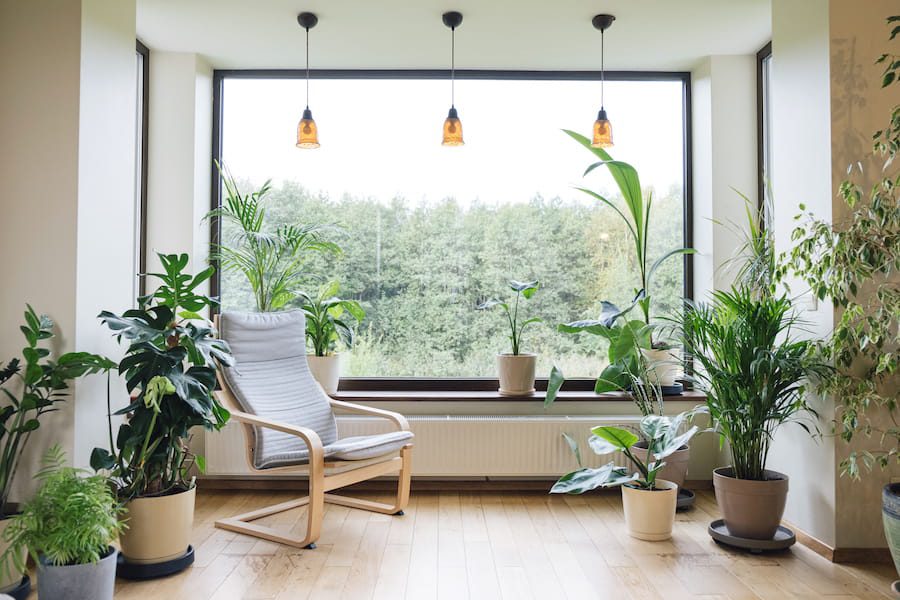 Cozy tropical home garden. Home gardening. Modern interior with indoor plants, monstera, palm trees